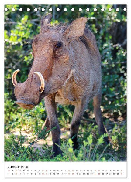 Produktbild: S&Uuml;DAFRIKA Wild-Tiere im Addo Elephant Park (Tischkalender 2026 DIN A5 hoch), CALVENDO Monatskalender
