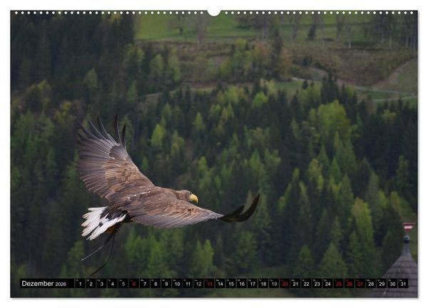 Produktbild: Adler und Greife - K&ouml;nige des Himmels (hochwertiger Premium Wandkalender 2026 DIN A2 quer), Kunstdruck in Hochglanz