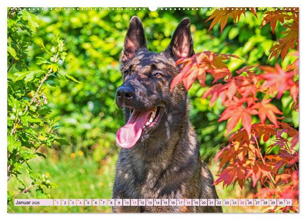 Produktbild: Freund und Besch&uuml;tzer - Der Malinois (hochwertiger Premium Wandkalender 2026 DIN A2 quer), Kunstdruck in Hochglanz