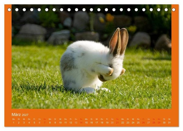 Produktbild: Tierkinder (Tischkalender 2027 DIN A5 quer), CALVENDO Monatskalender