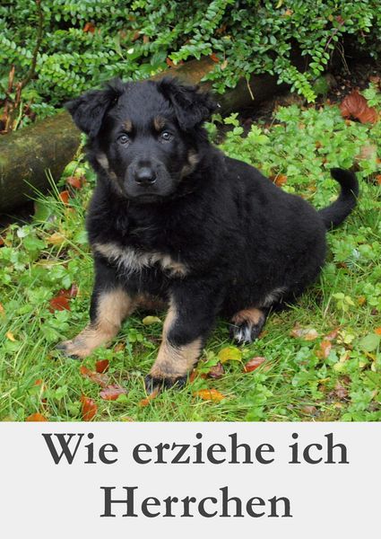 Produktbild: Wie erziehe ich Herrchen
