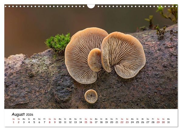 Produktbild: Pilzgalerie - Heimische Pilze von ihrer sch&ouml;nsten Seite (Wandkalender 2026 DIN A3 quer), CALVENDO Monatskalender