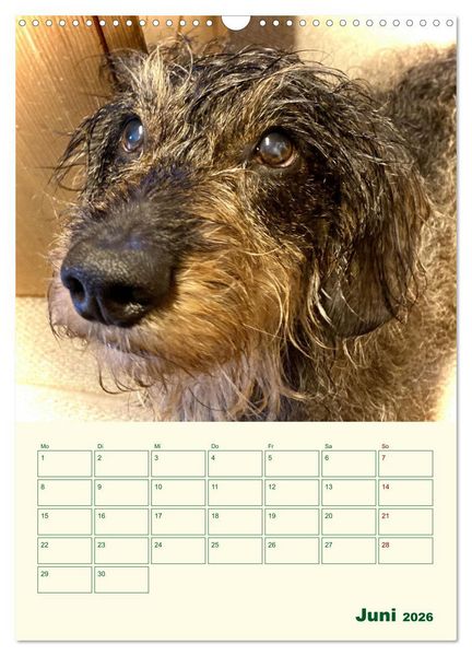 Produktbild: Schorschi &ndash; Ein Jahr mit dem bayrischen Rauhhaardackel (Wandkalender 2026 DIN A3 hoch), CALVENDO Monatskalender