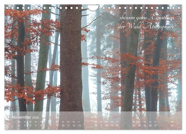 Produktbild: Shinrin yoku - Waldbaden 2026 (Wandkalender 2026 DIN A4 quer), CALVENDO Monatskalender