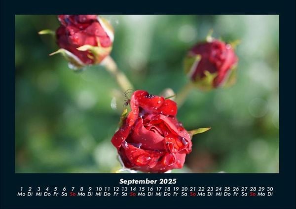 Produktbild: Rosentraum 2025 Fotokalender DIN A4