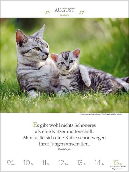 Produktbild: Literaturkalender Katzen 2027