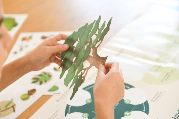 Produktbild: POPPIK - Sticker Lernposter B&auml;ume