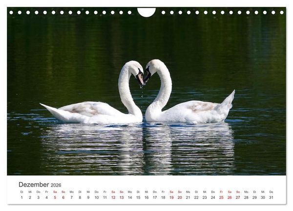 Produktbild: Schw&auml;ne - Prachtvolle Federkleider. (Wandkalender 2026 DIN A4 quer), CALVENDO Monatskalender
