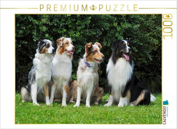 Produktbild: CALVENDO Puzzle Ein Motiv aus dem Kalender Bekannt wie ein bunter Hund. Australian Shepherd - Familienplaner hoch | 1000 Teile Lege-Gr&ouml;&szlig;e 64x48cm Foto