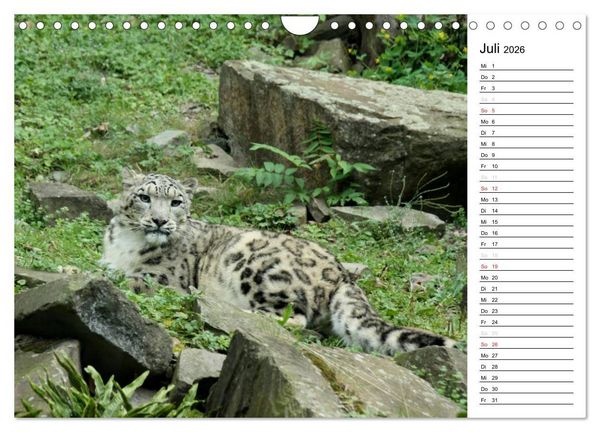 Produktbild: Der Schneeleopard (Wandkalender 2026 DIN A4 quer), CALVENDO Monatskalender
