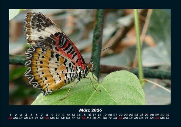Produktbild: Bunte Pracht der Schmetterlinge 2026 Fotokalender DIN A4