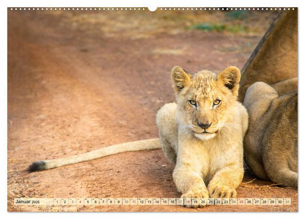 Produktbild: Eswatini - K&ouml;nigreich im s&uuml;dlichen Afrika (Wandkalender 2026 DIN A2 quer), CALVENDO Monatskalender