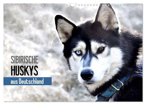 Produktbild: Sibirische Huskys aus Deutschland (Wandkalender 2026 DIN A3 quer), CALVENDO Monatskalender