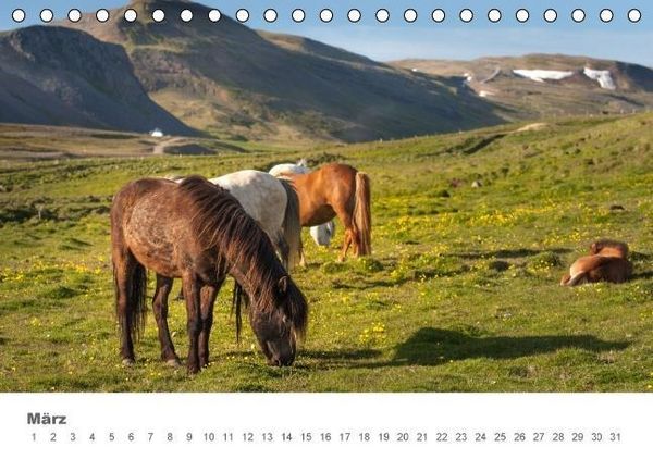 Produktbild: Islandpferde: Gef&auml;hrten der Wikinger (Tischkalender immerw&auml;hrend DIN A5 quer)