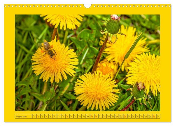 Produktbild: Wir sind die Stars im Garten (Wandkalender 2026 DIN A3 quer), CALVENDO Monatskalender