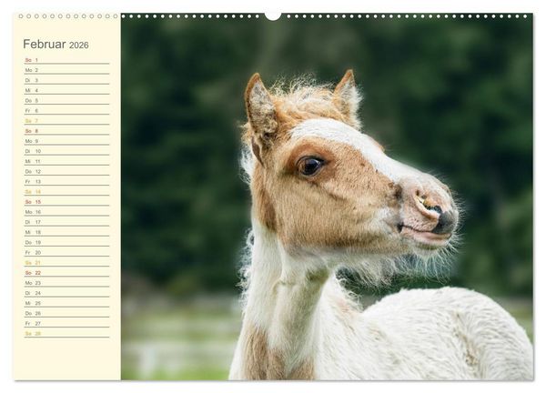 Produktbild: Mit Islandpferden durch das Jahr Geburtstagskalender (Wandkalender 2026 DIN A2 quer), CALVENDO Monatskalender