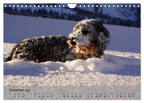 Produktbild: Liebenswerte Clowns (Wandkalender 2026 DIN A4 quer), CALVENDO Monatskalender