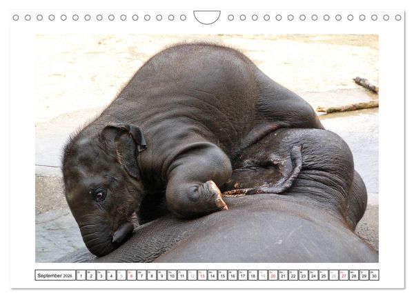 Produktbild: Kleine Schelme - Tierbabys (Wandkalender 2026 DIN A4 quer), CALVENDO Monatskalender