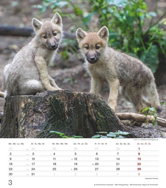 Produktbild: Mythos Wolf 2026 - Foto-Kalender - Wand-Kalender - 30x34