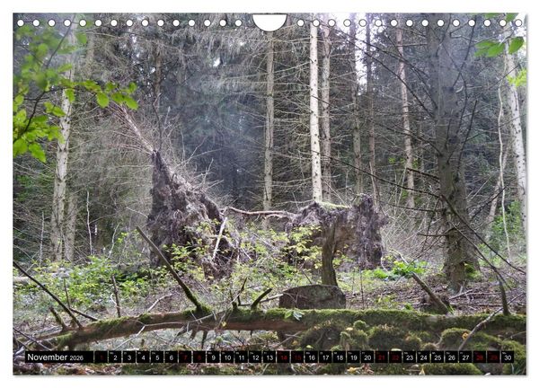 Produktbild: Naturwunder Wald (Wandkalender 2026 DIN A4 quer), CALVENDO Monatskalender