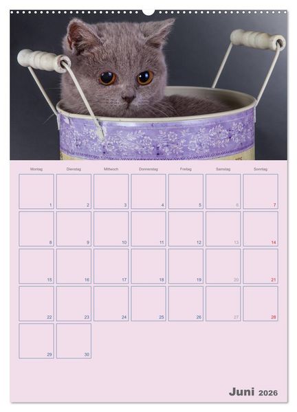 Produktbild: Britisch Kurzhaar Katzen - Planer (Wandkalender 2026 DIN A2 hoch), CALVENDO Monatskalender
