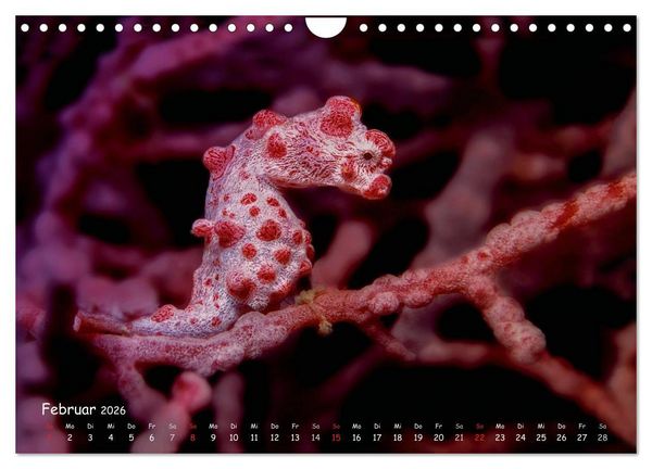Produktbild: Hippocampus oder einfach nur Seepferdchen (Wandkalender 2026 DIN A4 quer), CALVENDO Monatskalender