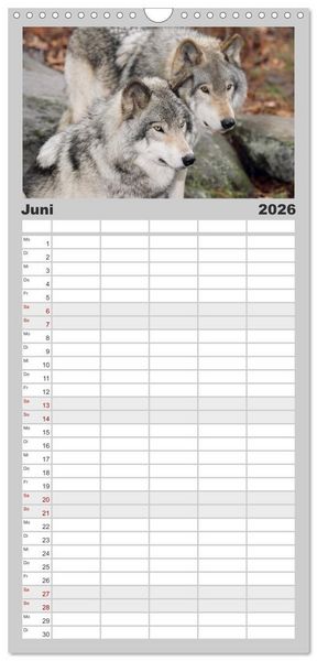 Produktbild: Familienplaner 2026 - W&ouml;lfe. Graue Eminenzen mit 5 Spalten (Wandkalender, 21 x 45 cm) CALVENDO