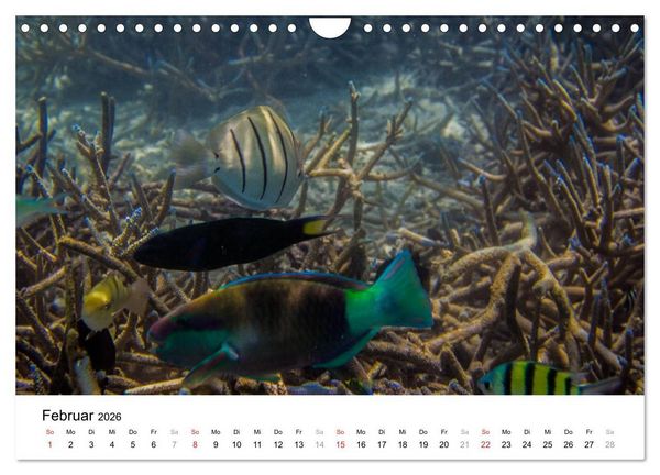 Produktbild: Unterwasserwelt der Malediven II (Wandkalender 2026 DIN A4 quer), CALVENDO Monatskalender