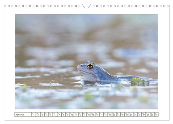 Produktbild: Wenn Fr&ouml;sche blau machen - das geheime Leben der Moorfr&ouml;sche von Tanja Riedel (Wandkalender 2026 DIN A3 quer), CALVENDO Monatskalender