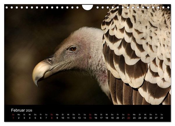 Produktbild: Greifv&ouml;gel (Wandkalender 2026 DIN A4 quer), CALVENDO Monatskalender