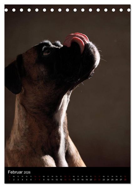 Produktbild: Boxer - Charmante Charakterk&ouml;pfe (Tischkalender 2026 DIN A5 hoch), CALVENDO Monatskalender