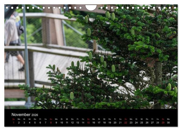 Produktbild: Bayerischer Wald (Wandkalender 2026 DIN A4 quer), CALVENDO Monatskalender