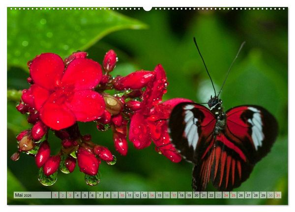 Produktbild: Schmetterlinge - zarte Gesch&ouml;pfe der Natur (hochwertiger Premium Wandkalender 2026 DIN A2 quer), Kunstdruck in Hochglanz