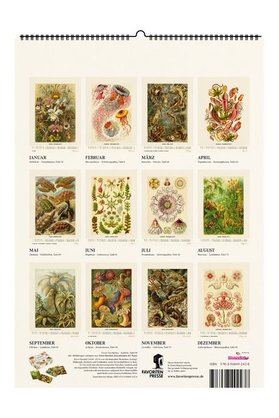 Produktbild: Ernst Haeckel. Kunstformen der Natur. Wandkalender 2027