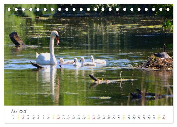 Produktbild: Schw&auml;ne, Liebe f&uuml;r die Ewigkeit (Tischkalender 2026 DIN A5 quer), CALVENDO Monatskalender