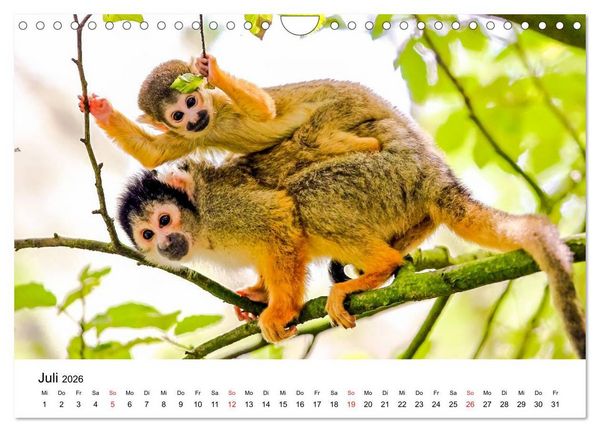 Produktbild: Totenkopfaffen (Wandkalender 2026 DIN A4 quer), CALVENDO Monatskalender