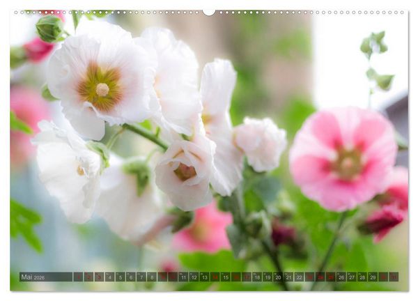 Produktbild: Stockrosen - Traumhafte Sch&ouml;nheiten (hochwertiger Premium Wandkalender 2026 DIN A2 quer), Kunstdruck in Hochglanz