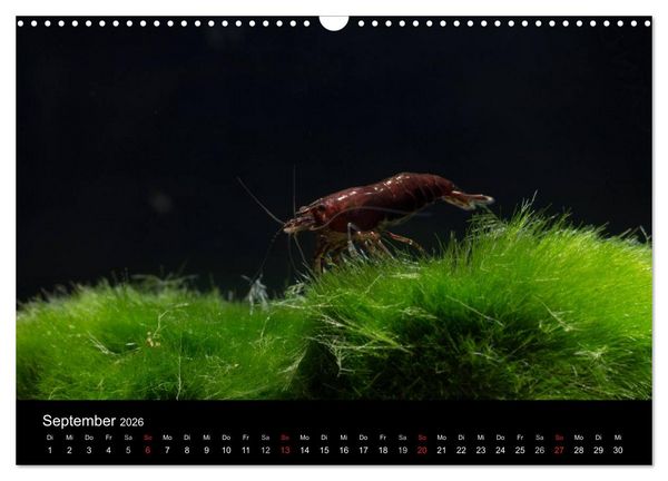 Produktbild: Zwerggarnelen - gepanzerte Juwelen im Aquarium (Wandkalender 2026 DIN A3 quer), CALVENDO Monatskalender