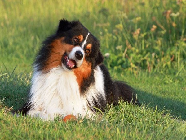Produktbild: CALVENDO Puzzle Ein Motiv aus dem Kalender Australian Shepherd - H&uuml;tehunde mit Familienanschluss | 1000 Teile Lege-Gr&ouml;&szlig;e 64x48cm Foto-Puzzle f&uuml;r gl&uuml;ckliche Stunden