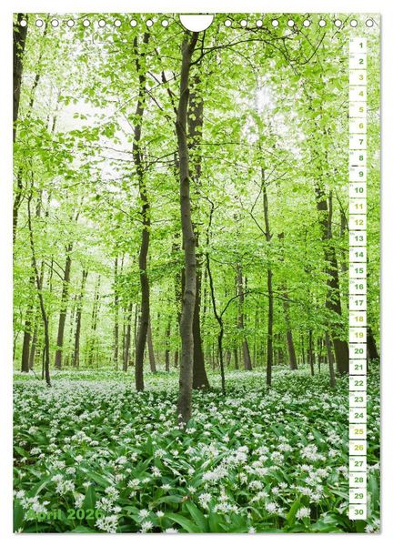 Produktbild: EIFEL - Kraftorte Wald und Wasser (Wandkalender 2026 DIN A4 hoch), CALVENDO Monatskalender