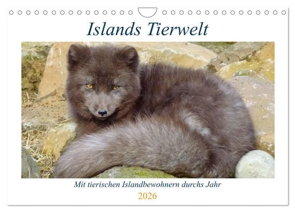 Islands Tierwelt - Mit tierischen Inselbewohnern durchs Jahr (Wandkalender 2026 DIN A4 quer), CALVENDO Monatskalender