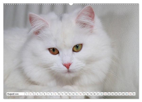 Produktbild: Die Perserkatze - Farbschlag Wei&szlig; (Wandkalender 2026 DIN A2 quer), CALVENDO Monatskalender