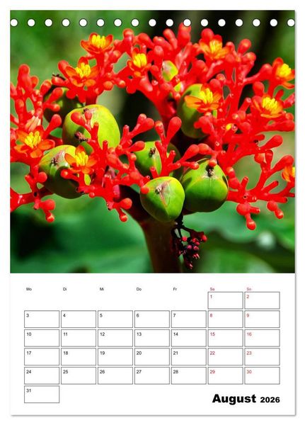 Produktbild: Karibik pur - mit Charme und Zauber (Tischkalender 2026 DIN A5 hoch), CALVENDO Monatskalender
