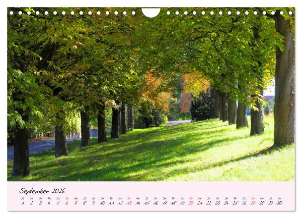 Produktbild: Wald und Baum 2026 (Wandkalender 2026 DIN A4 quer), CALVENDO Monatskalender