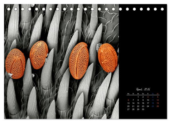Produktbild: strucTEMs Mikrowelt - Winzige Nachbarn ganz gro&szlig; (Tischkalender 2026 DIN A5 quer), CALVENDO Monatskalender