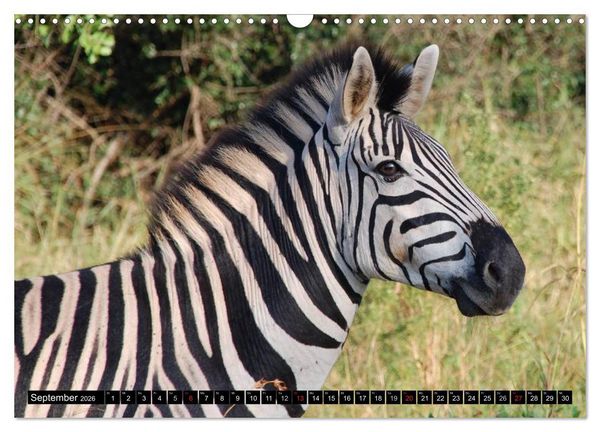 Produktbild: Zebras - Ungez&auml;hmte Kraft (Wandkalender 2026 DIN A3 quer), CALVENDO Monatskalender