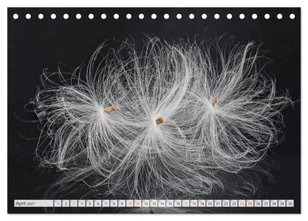 Produktbild: Zauber der kleinen Dinge (Tischkalender 2027 DIN A5 quer), CALVENDO Monatskalender