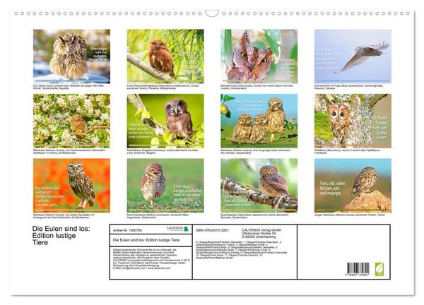 Produktbild: Die Eulen sind los: Edition lustige Tiere (Wandkalender 2026 DIN A2 quer), CALVENDO Monatskalender