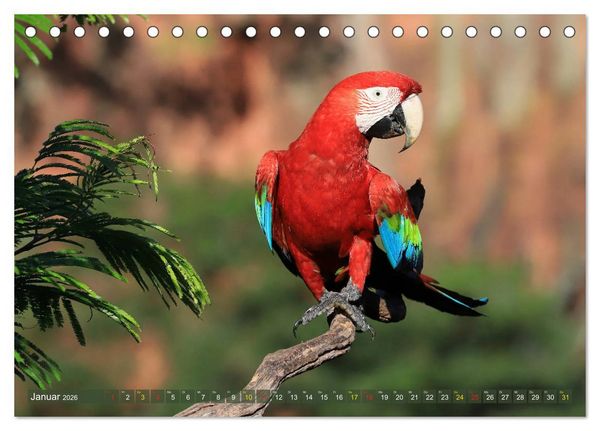 Produktbild: Aras im Pantanal (Tischkalender 2026 DIN A5 quer), CALVENDO Monatskalender