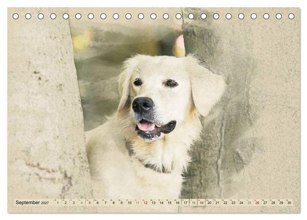 Produktbild: Golden Retriever 2027 (Tischkalender 2027 DIN A5 quer), CALVENDO Monatskalender